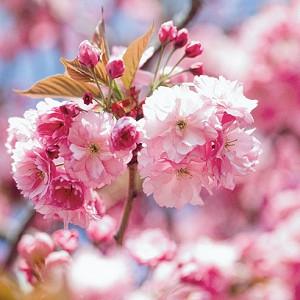 Prunus 'Kanzan',Japanese Flowering Cherry 'Kanzan', Prunus 'Kwanzan', Prunus 'Sekiyama', Flowering Tree, Pink flowers, Double cherry flowers